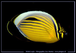 A Butterfly Fish ...:O)... by Michel Lonfat 